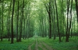 The Fern Flower Route of Świętokrzyskie