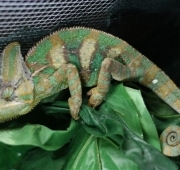 Egzotarium Dolina Gadów