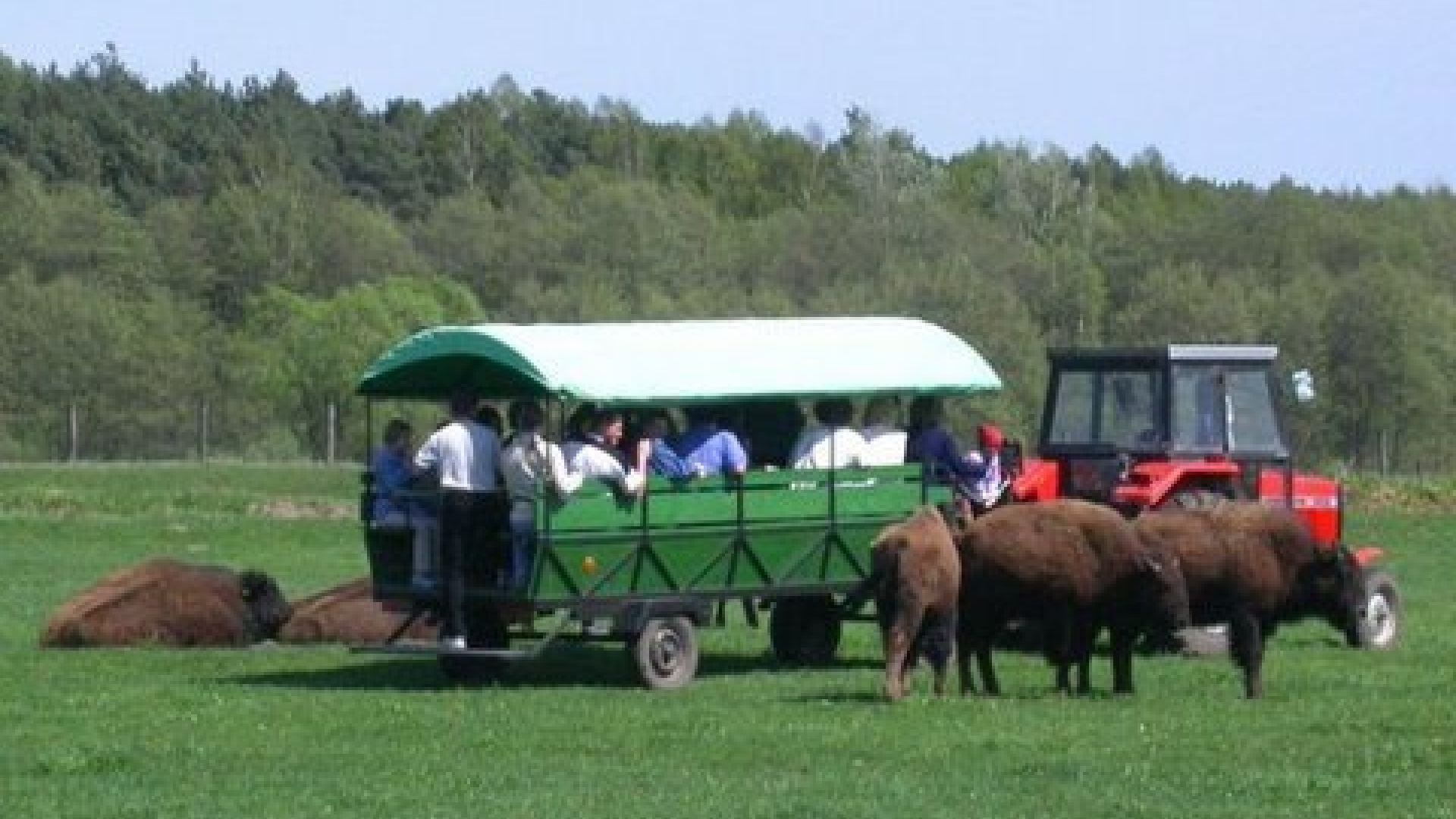 Safari Bizon w Zespole Pałacowym w Kurozwękach