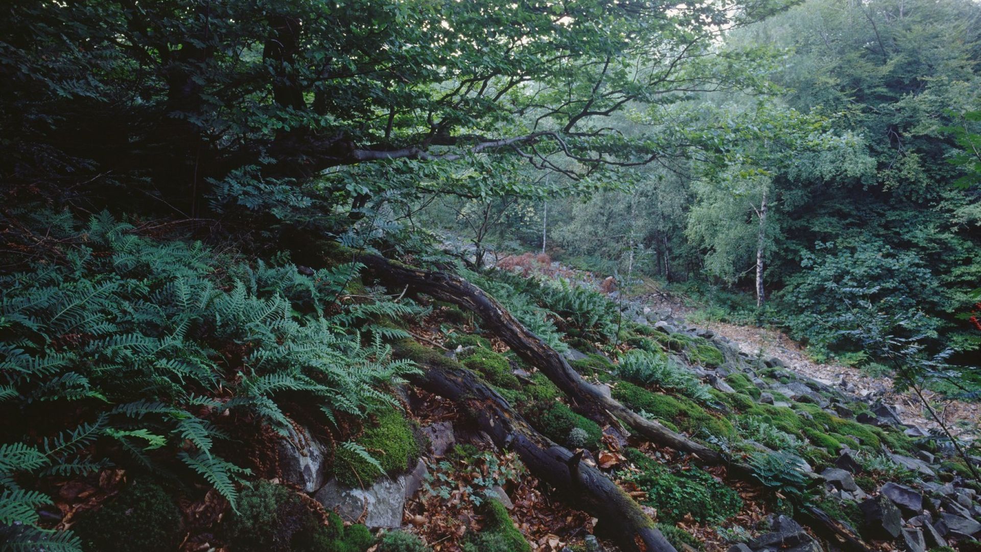 Naturpark Jeleniowski – Geröllhalden an den Hängen