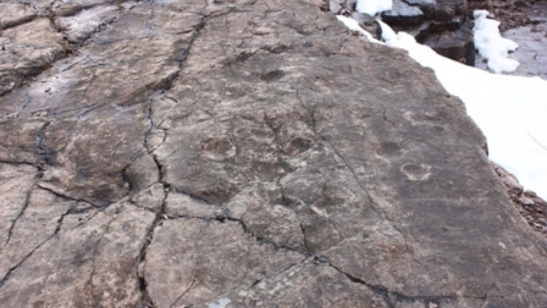 Tetrapod footprints - Zachełmie quarry in Zagnańsk