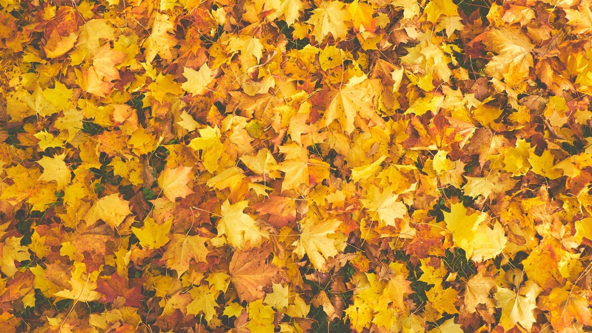 Jesień w Ogrodzie Botanicznym