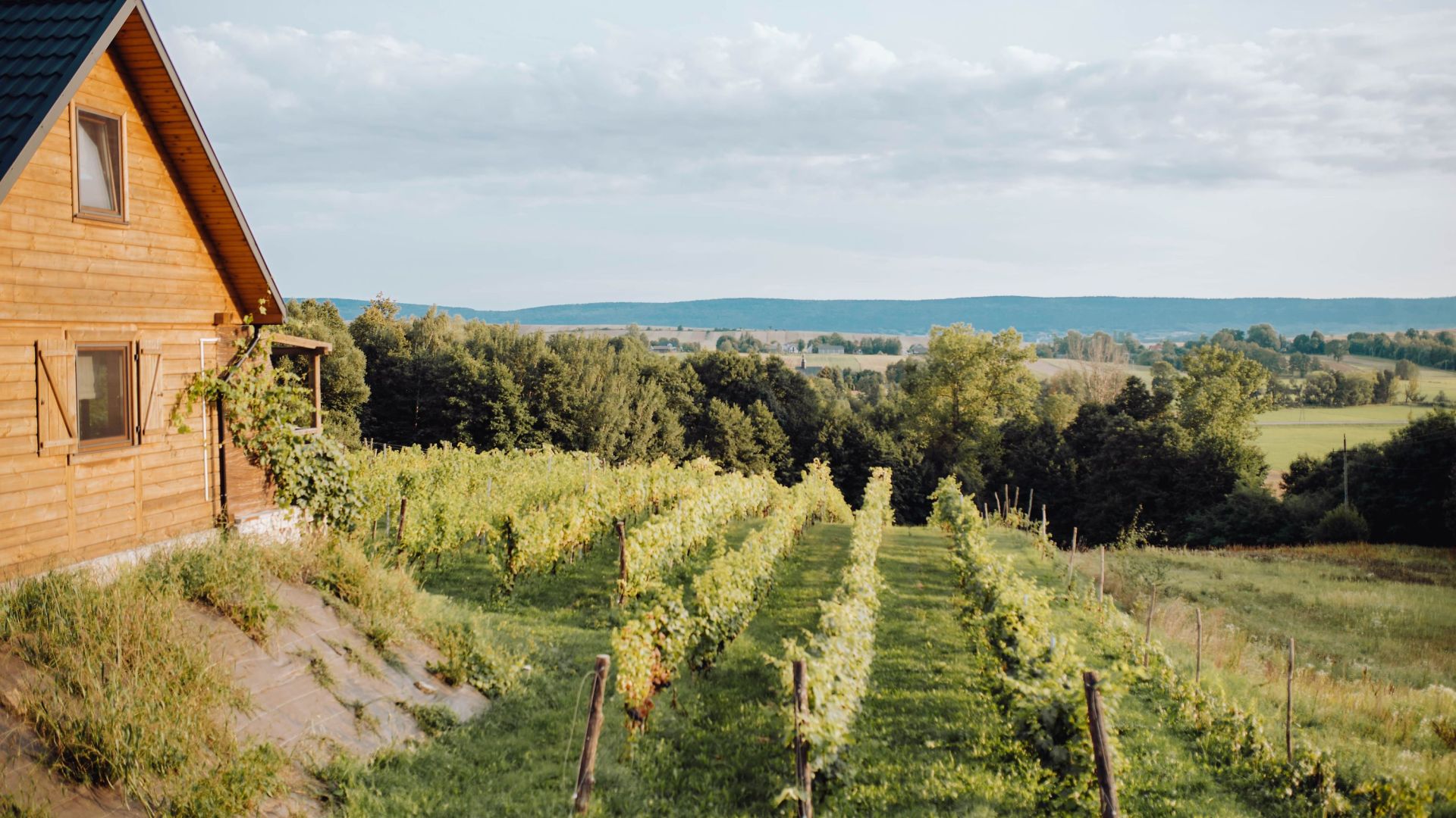 Winnica nad źródłem - Domki w winnicy