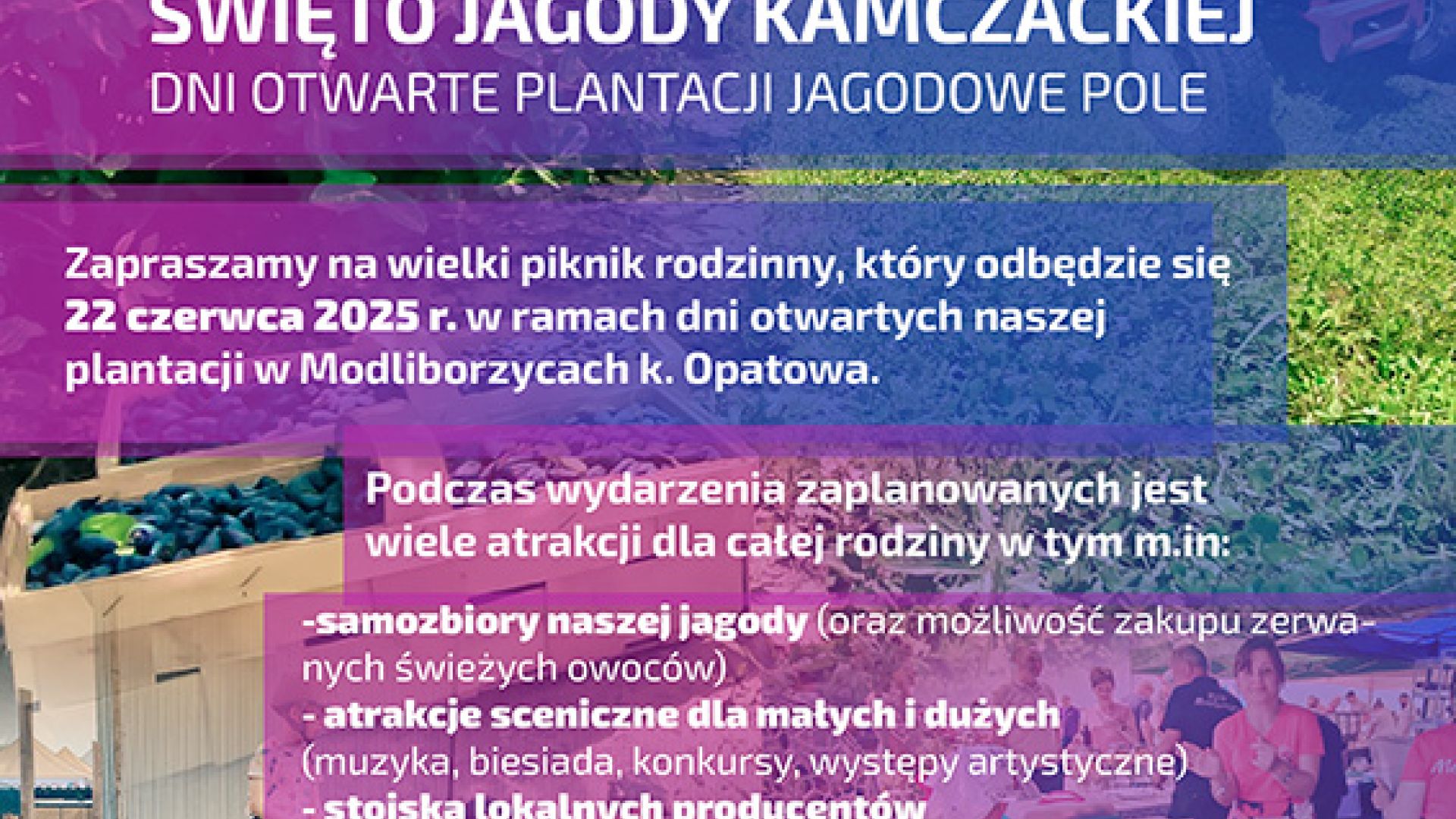 Święto Jagody Kamczackiej w Modliborzycach