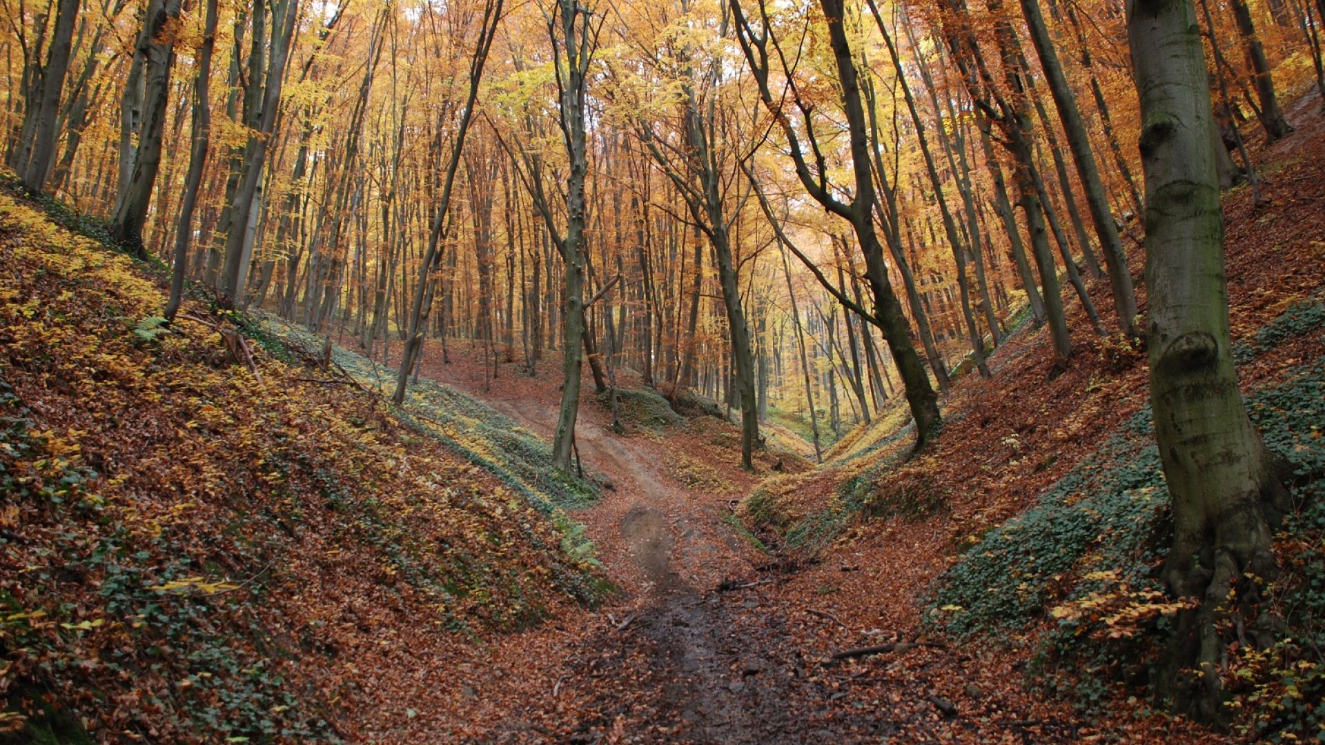 Zgórskie Góry - Lasy Zgórskie
