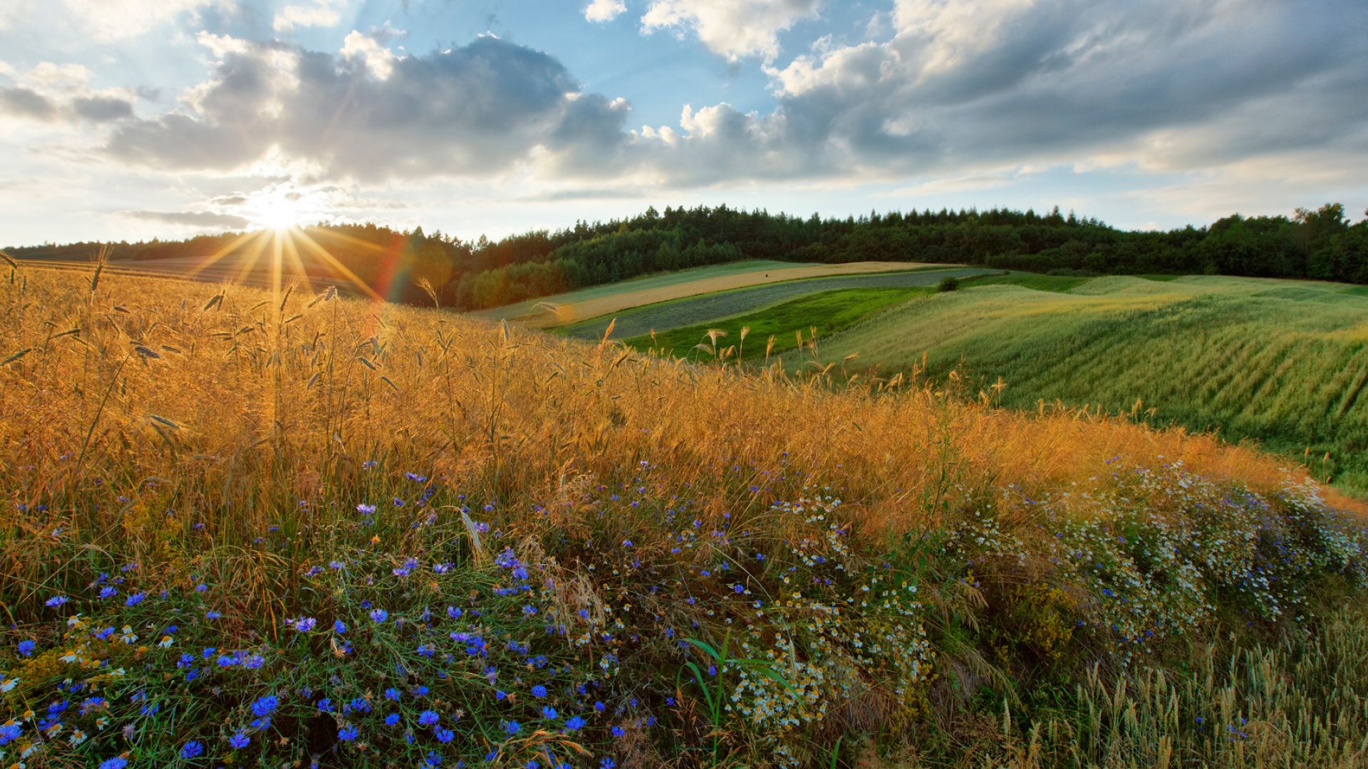 Rezerwat Góra Sieradowska