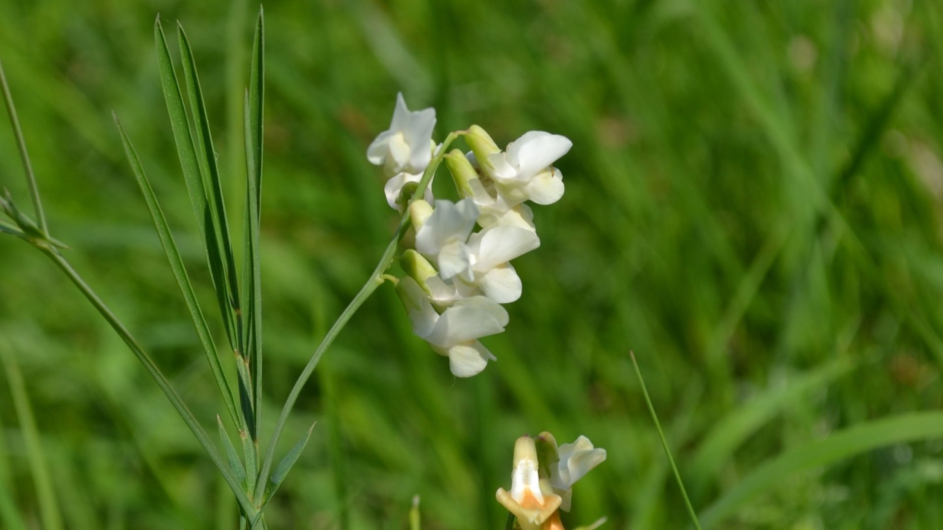 Rezerwat florystyczny Polana Polichno