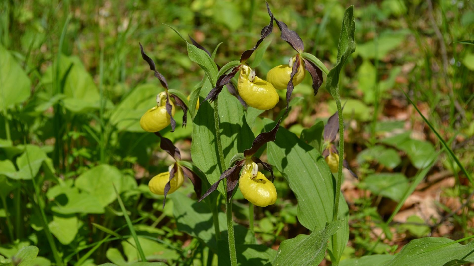 Rezerwat Wroni Dół