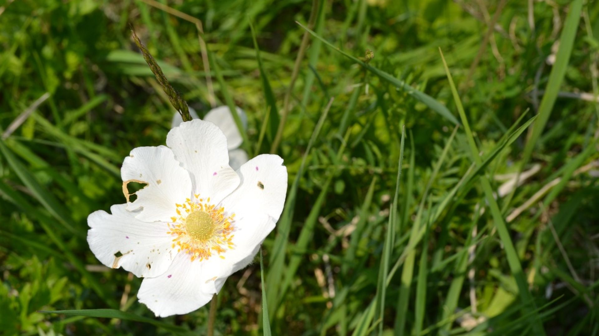 Rezerwat Krzyżanowice