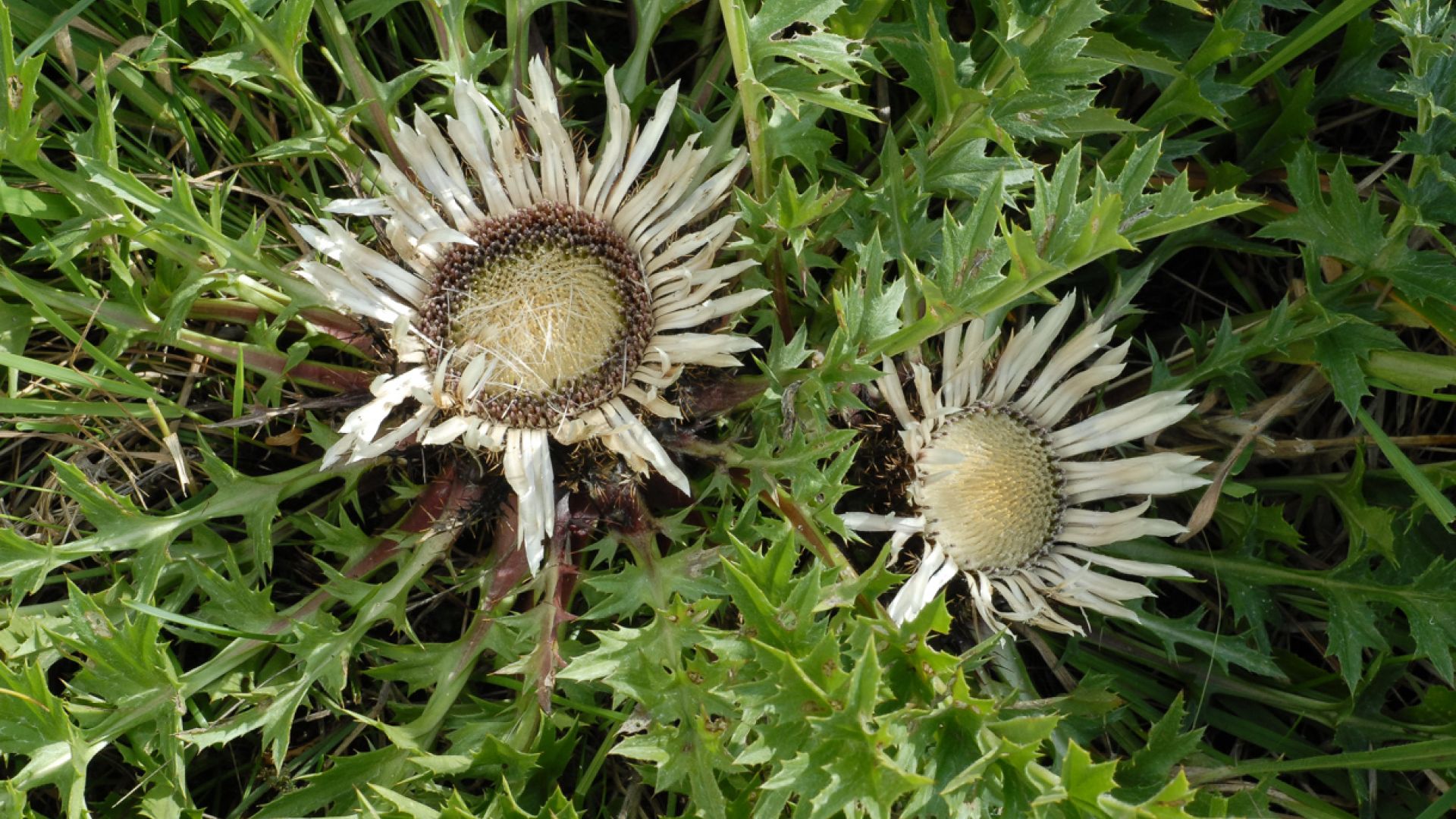 Rezerwat Winiary Zagojskie