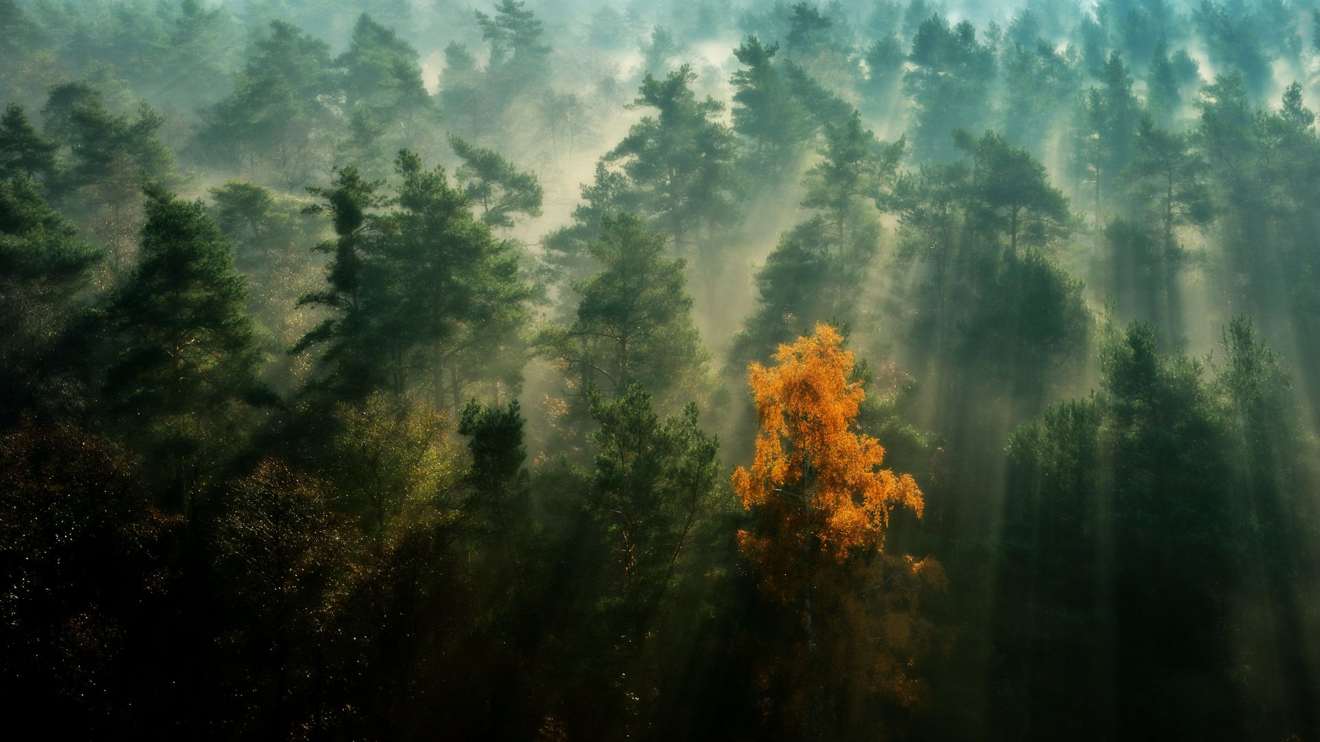 Bliżyńskie Lasy Naturalne