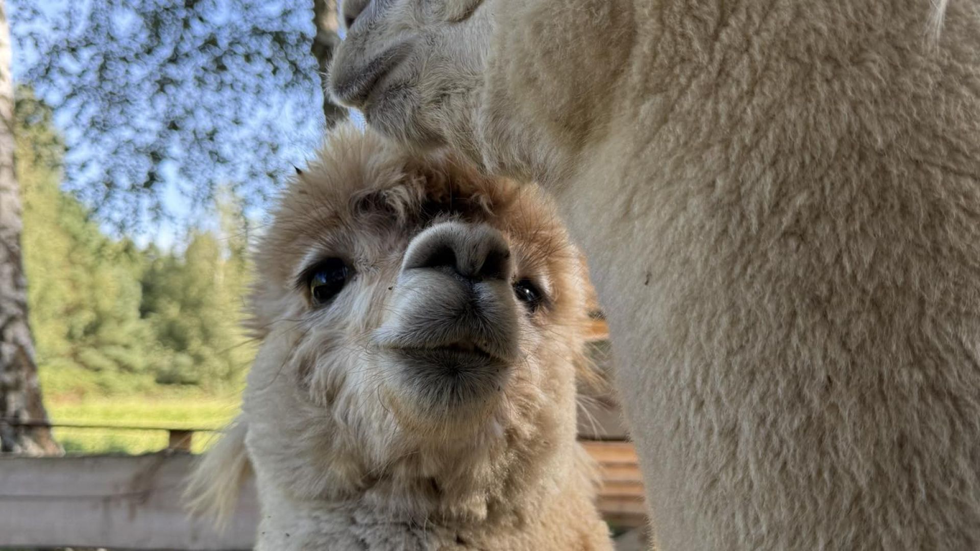 Alpaka Family Therapy