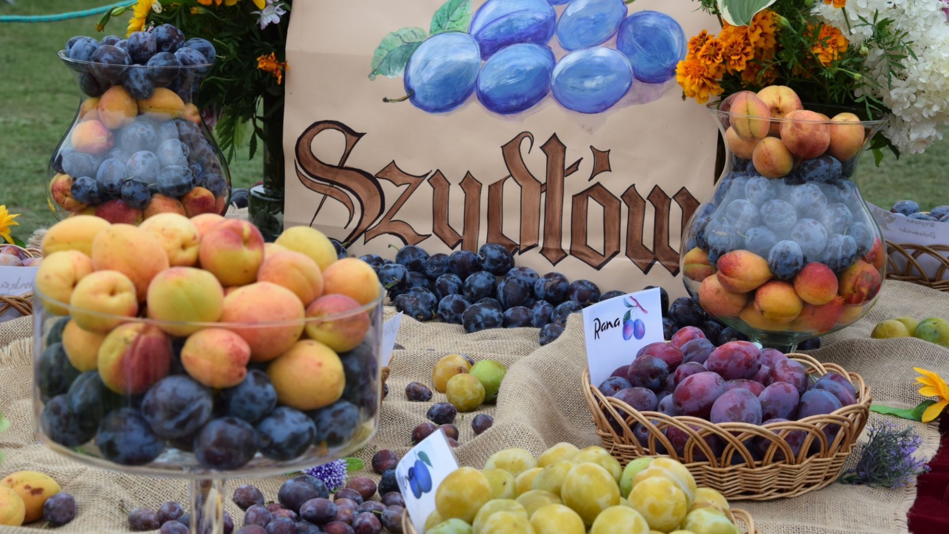 28. Święto Śliwki w Szydłowie