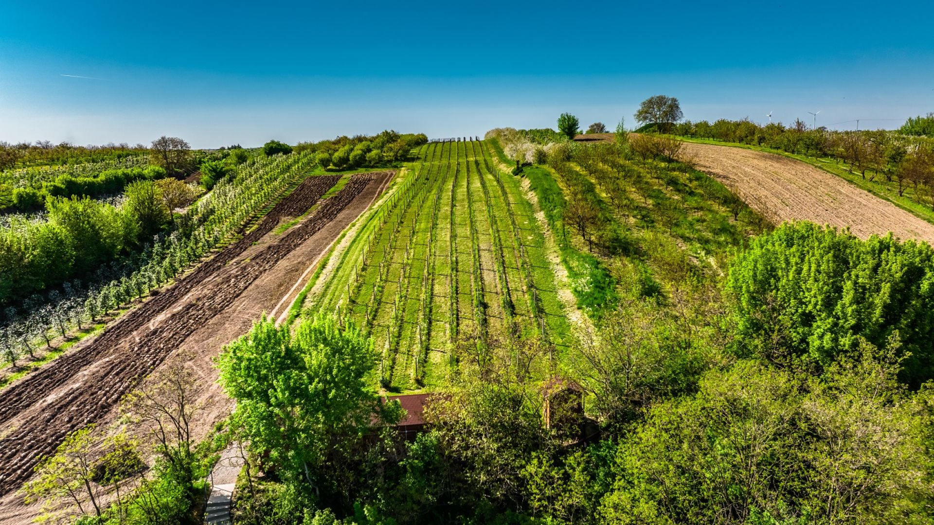 Dni otwartych Winnic na Sandomierskim Szlaku Winiarskim - edycja sierpniowa