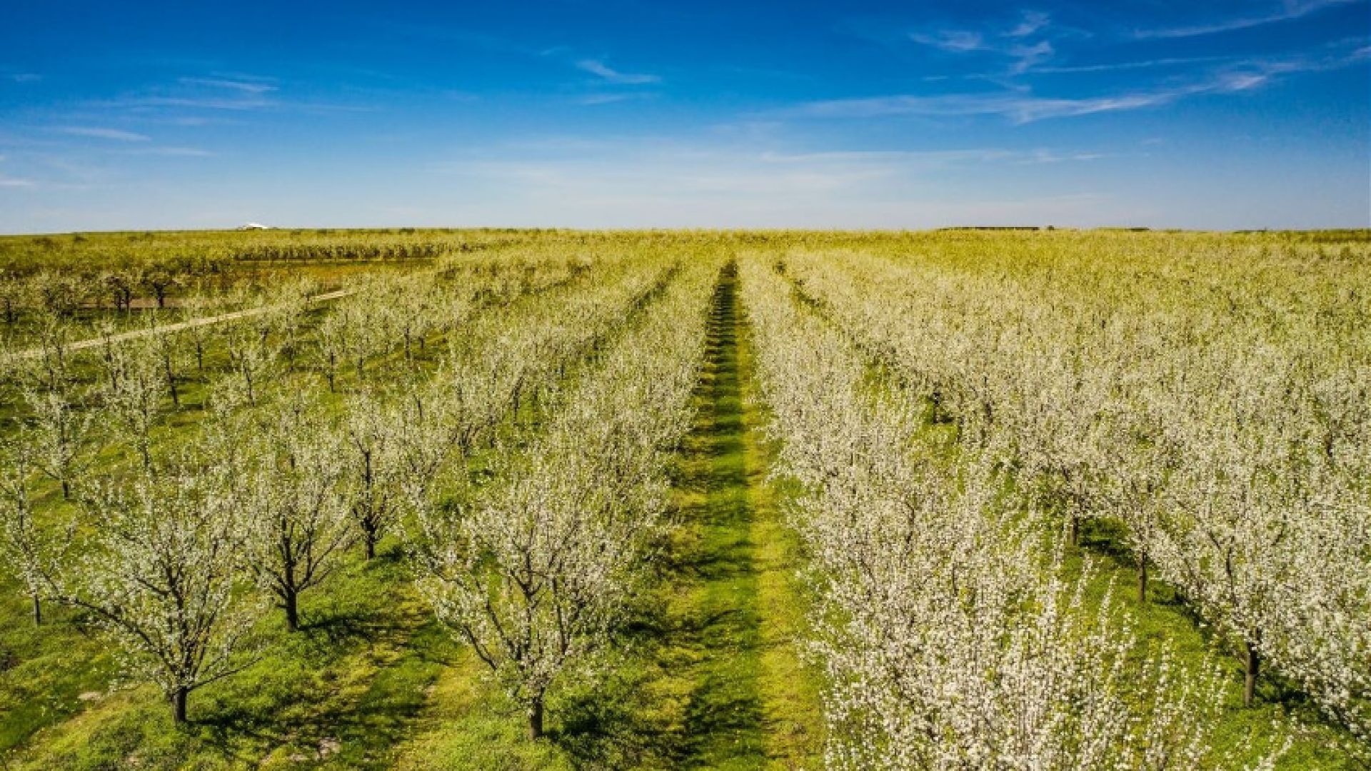 V Szydłowski Festiwal Natury "Kwitnący Szydłów"