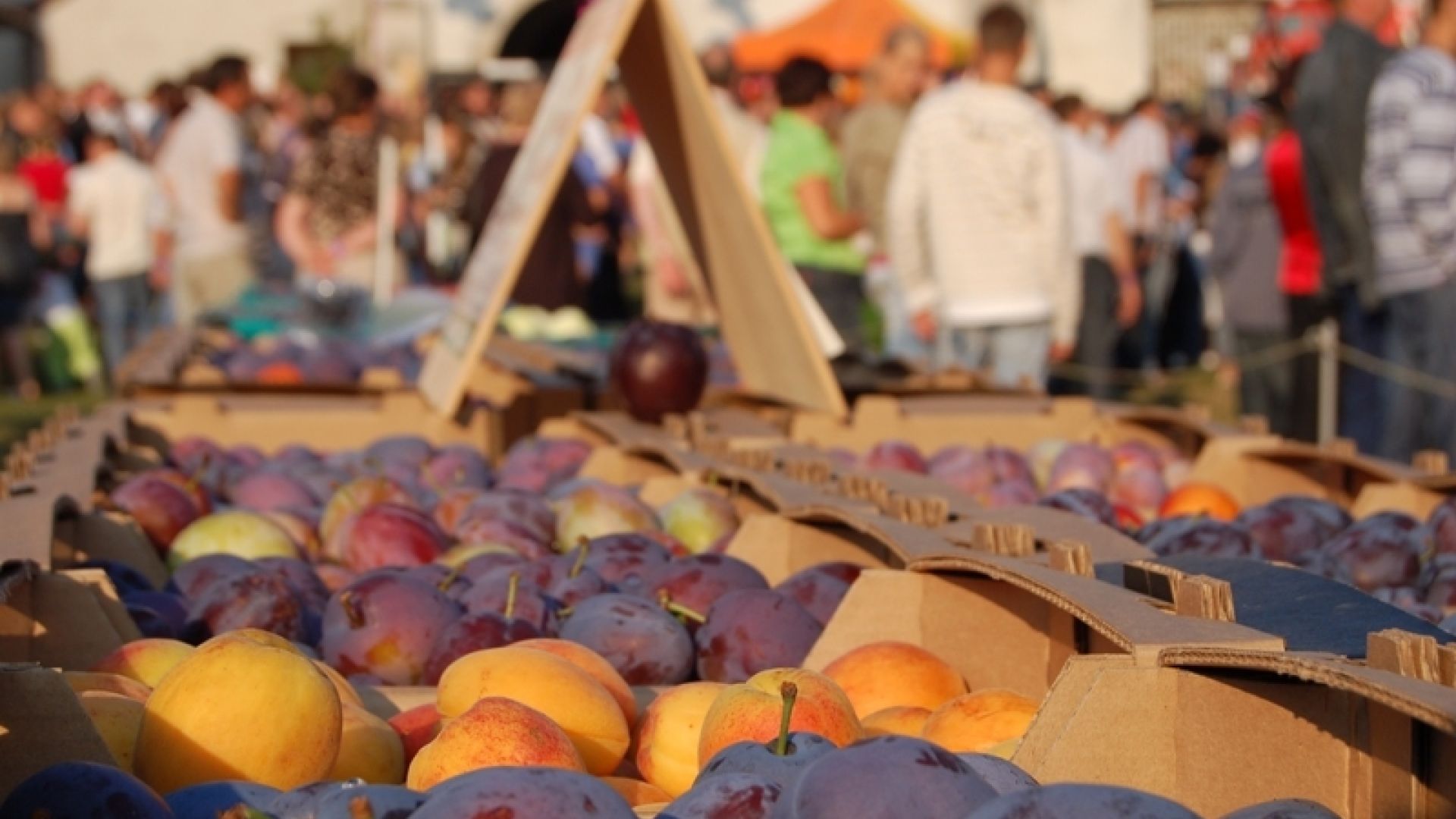 Targ Śliwkowy w Szydłowie