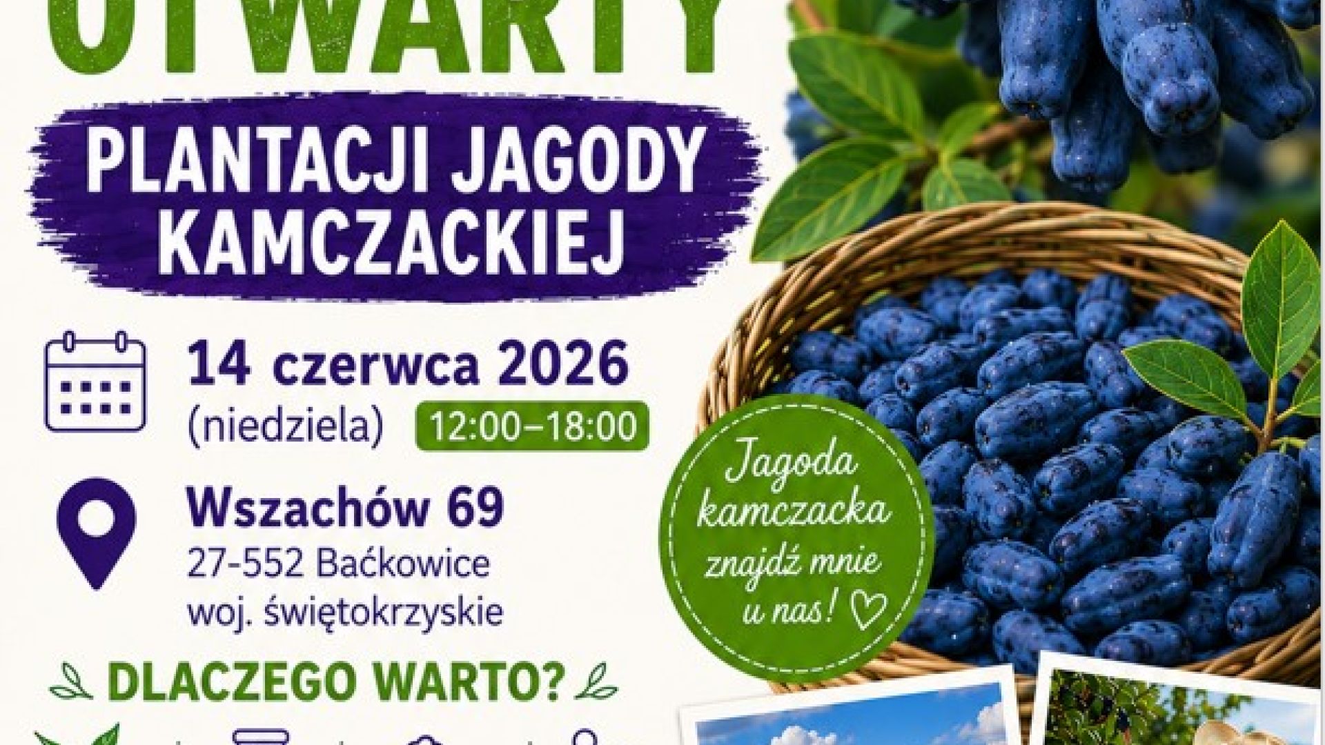 Dzień Otwarty Plantacji Jagody Kamczackiej