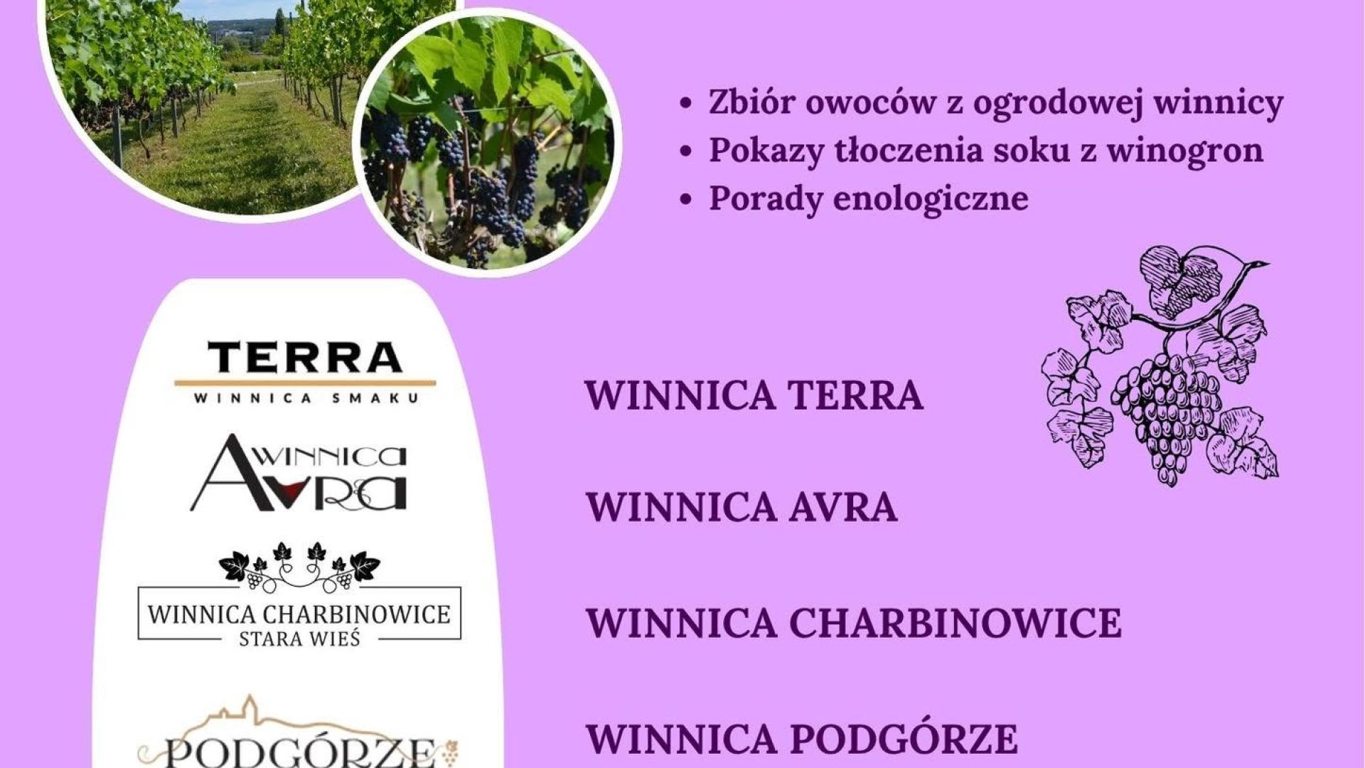 Winobranie w Ogrodzie Botanicznym w Kielcach