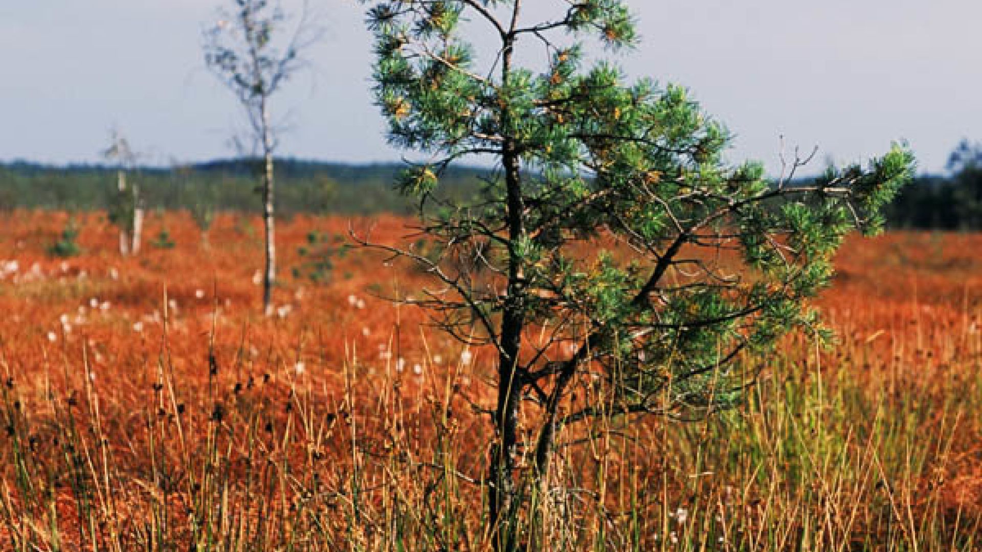 Naturpark Cisowsko-Orłowiński – eine Naturmacht