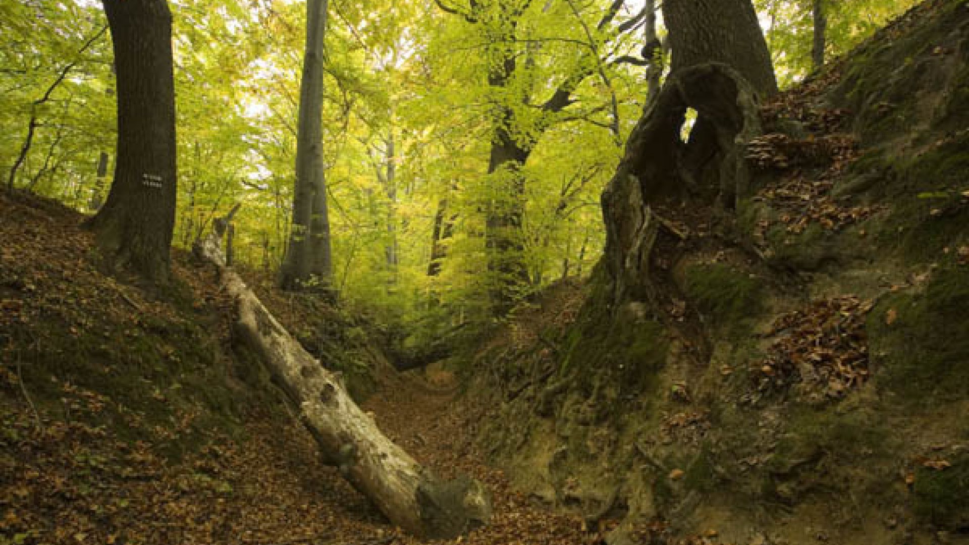 Naturpark Suchedniowsko-Oblęgorski – Urwald und technische Denkmäler
