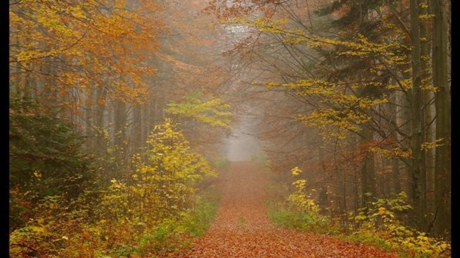 Through the Jeleniowski Landscape Park