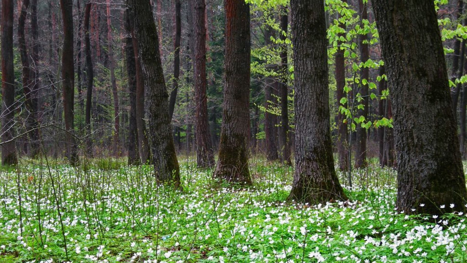 The Cisowsko-Orłowiński Landscape Park – Power of Nature