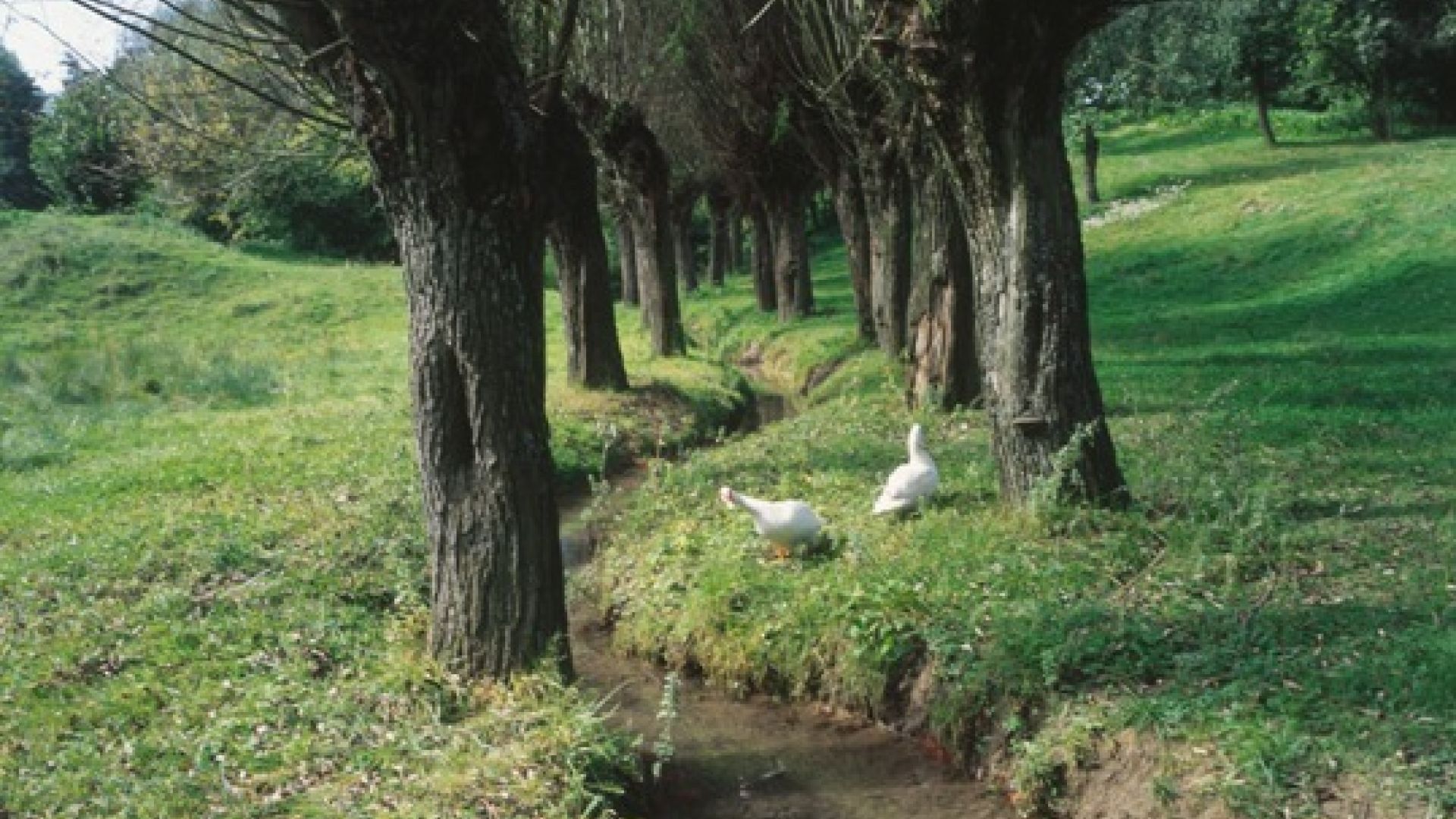 The Szaniecki Landscape Park