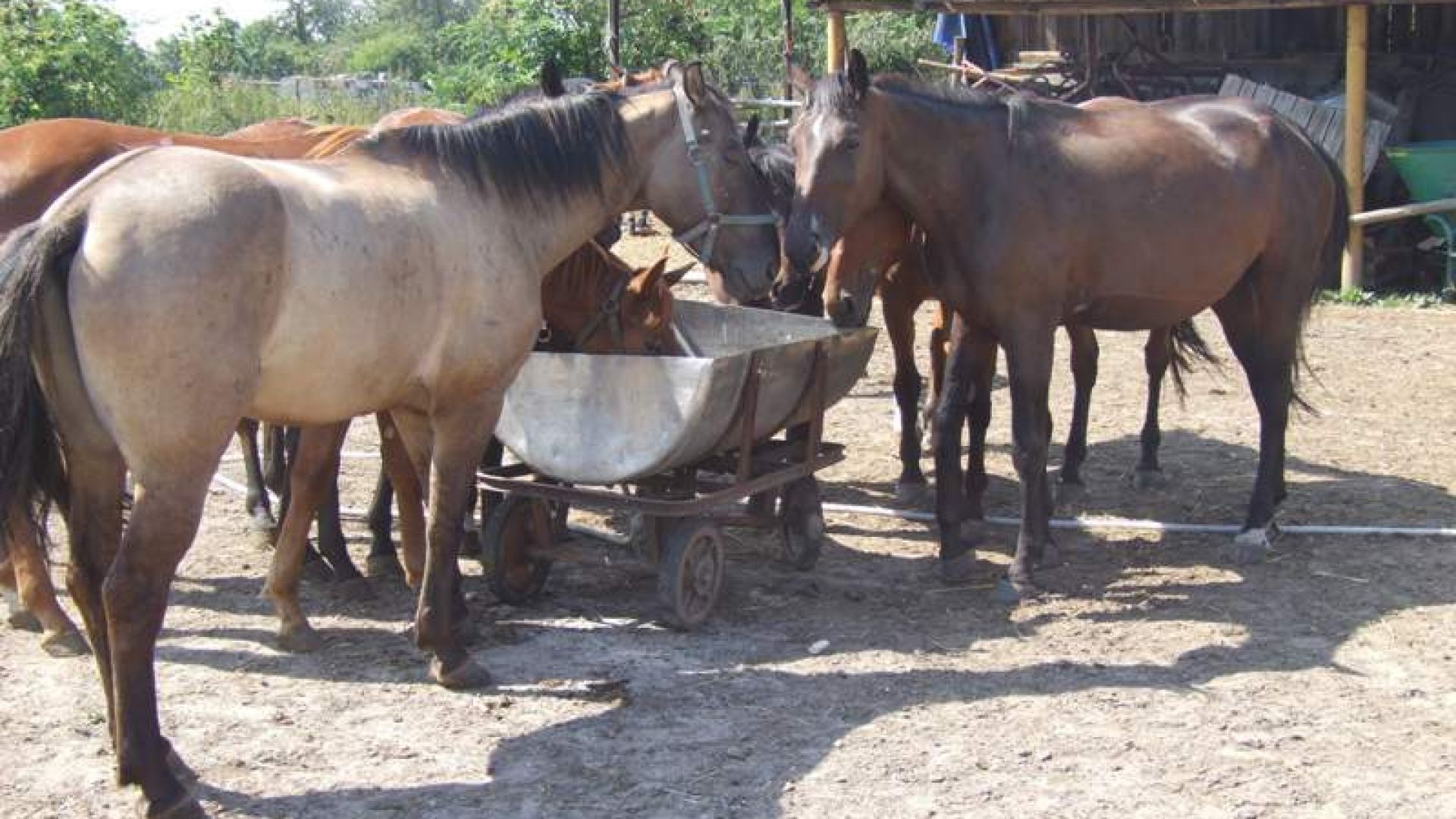 RANCHO Equestrian Centre of Hippotherapy