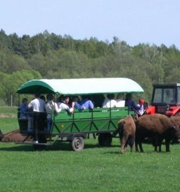 Safari Bizon w Zespole Pałacowym w Kurozwękach