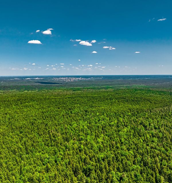 „Z Sielpi przez Piekło do Czarnieckiej Góry” – Lasy Stąporkowskie