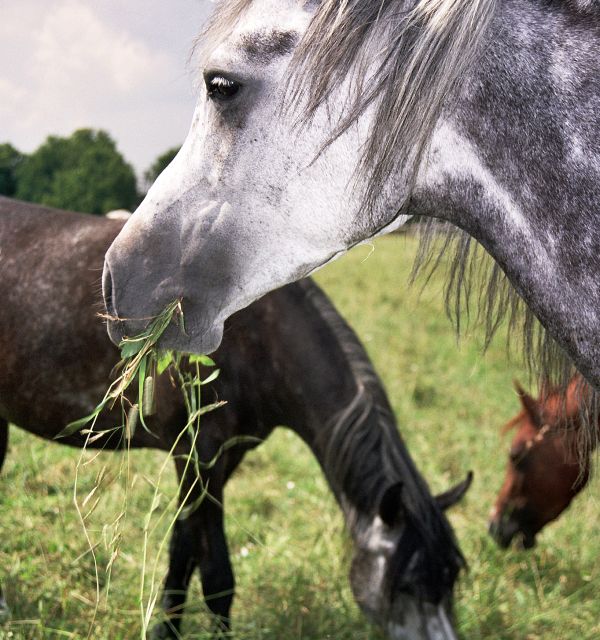 Ośrodek Jazdy Konnej i Hipoterapii MAAG w Kielcach