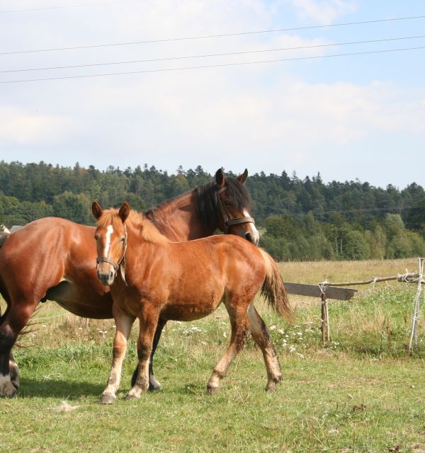 Stajnia "Pod Dębem"