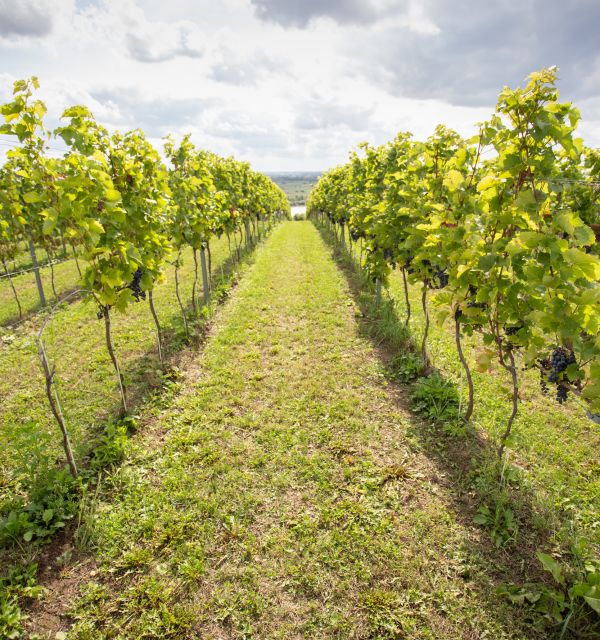 Winnica z Gór Pieprzowych