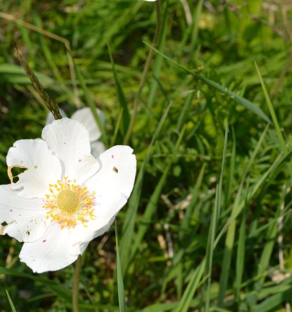 Rezerwat Krzyżanowice