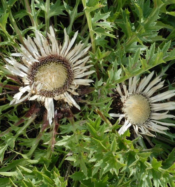 Rezerwat Winiary Zagojskie