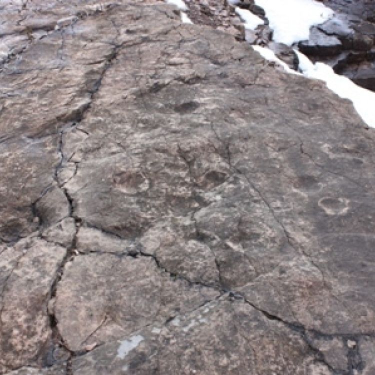 Tetrapod footprints - Zachełmie quarry in Zagnańsk