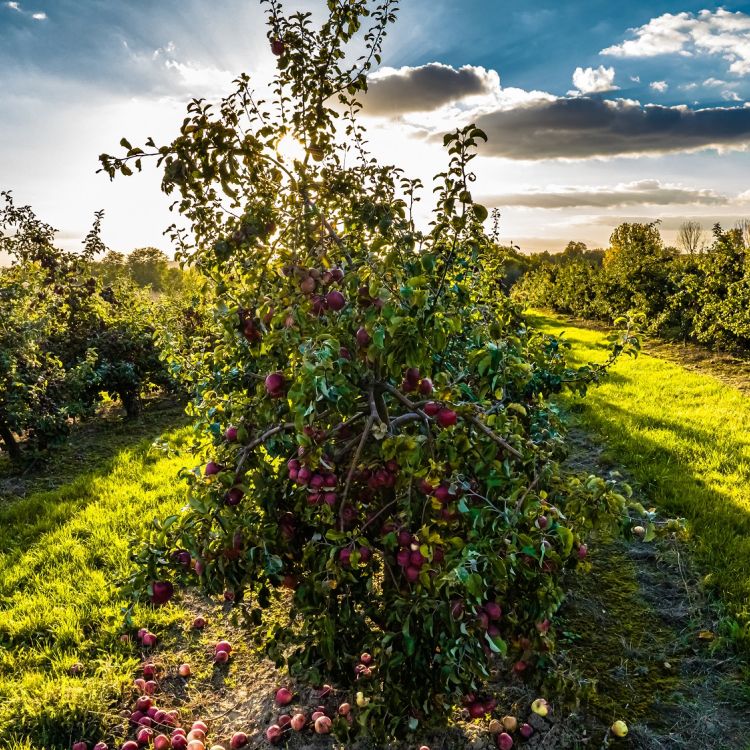 Obrazów pachnący jabłkami