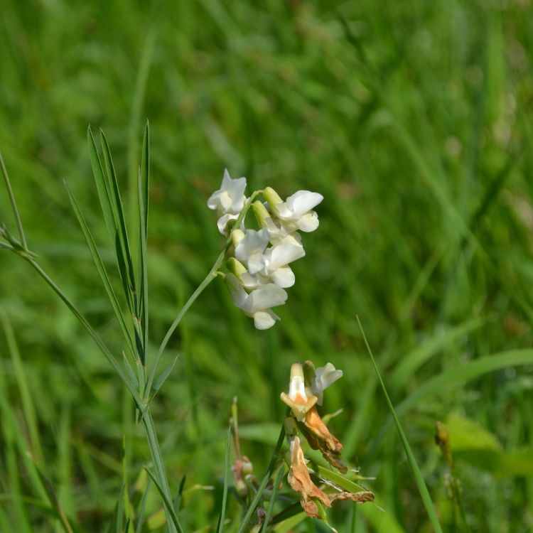 Rezerwat florystyczny Polana Polichno