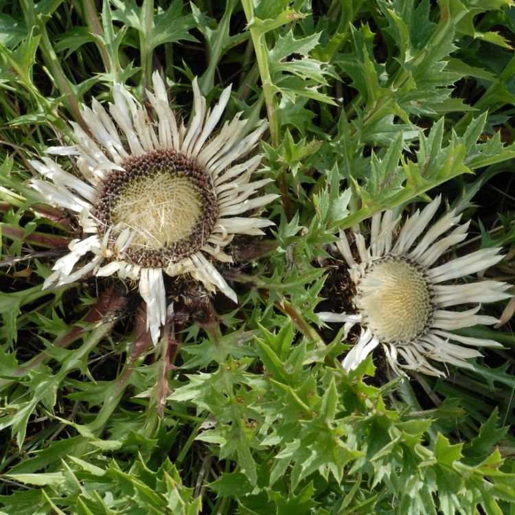 Rezerwat Winiary Zagojskie