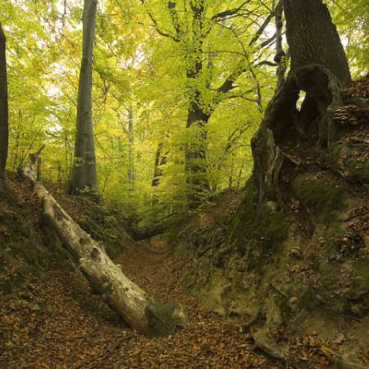 Rezerwat Barania Góra