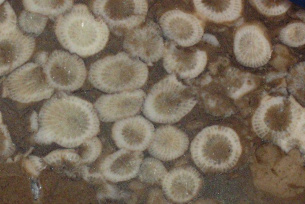Kolonia korali dewońskich rodzaju Thamnophyllum - Kielce Wietrznia