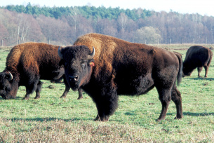 Stado bizonów