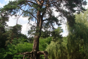 Pomnik przyrody Sosna pospolita w Wełczu