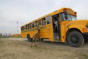 Safari school oryginalnym amerykańskim school busem