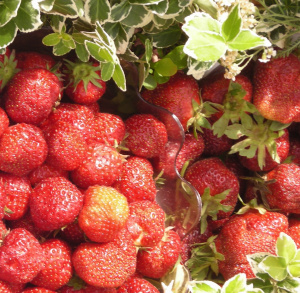 Tag der Świętokrzyskie-Erdbeere in Bieliny