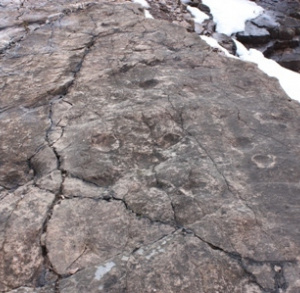 Tetrapod footprints - Zachełmie quarry in Zagnańsk