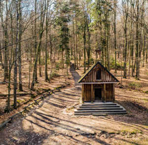 "Na Łysicę" - Puszcza Jodłowa