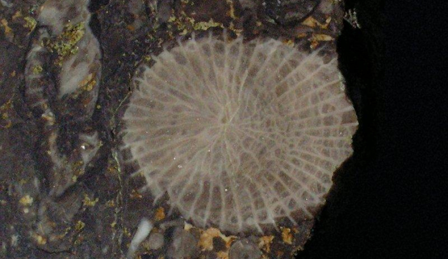 Karboński koral osobniczy