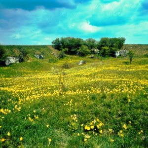 Landscape Parks