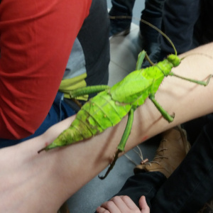 Fascynujący świat owadów – wystawa i warsztaty entomologiczne w Świętokrzyskiej Polanie